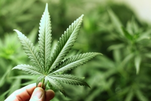 maconha