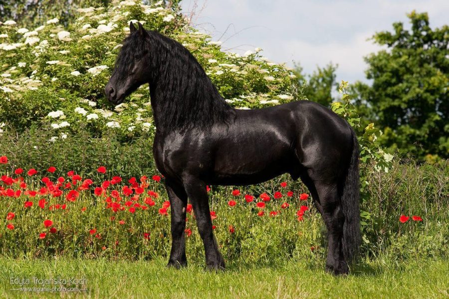 Foto de cavalo lindo