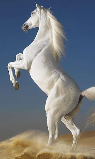 Foto de cavalo lindo
