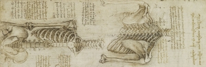 Desenhos de Leonardo Da Vinci