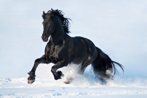 foto de cavalo lindo