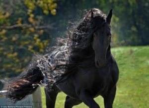 foto CAVALO bonito-3