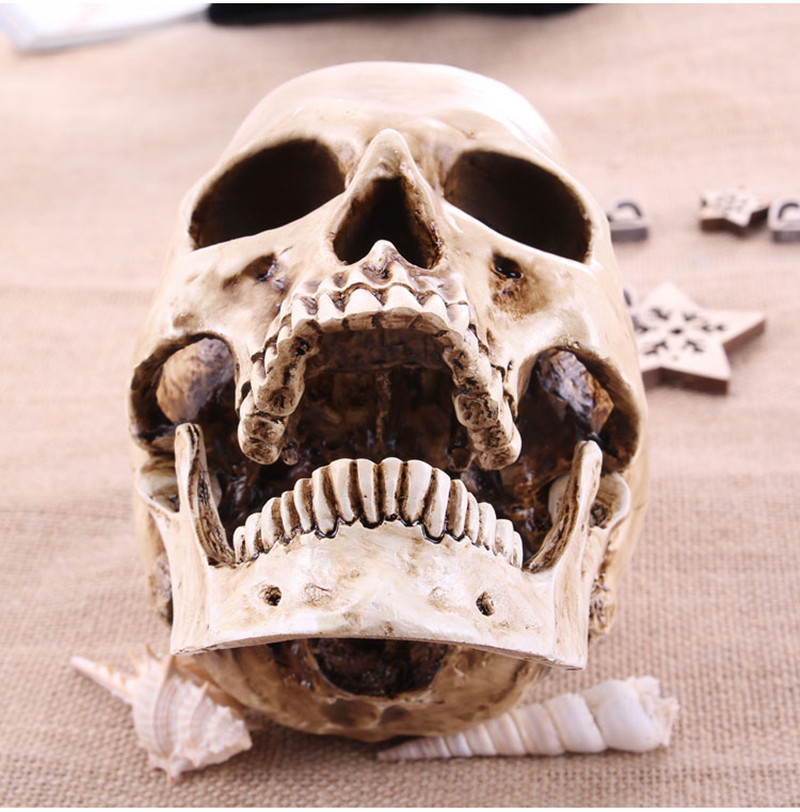 cranio em resina - compra