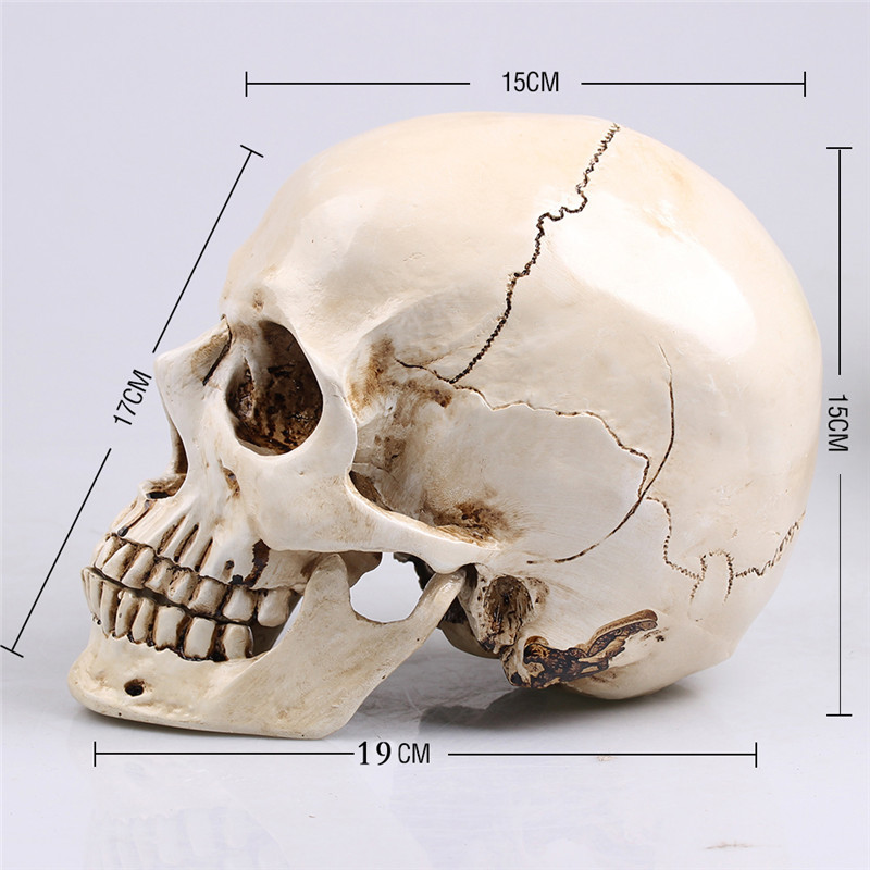 comprar cranio realistico em resina