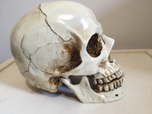 replica de cranio em resina