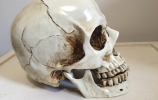 replica de cranio em resina