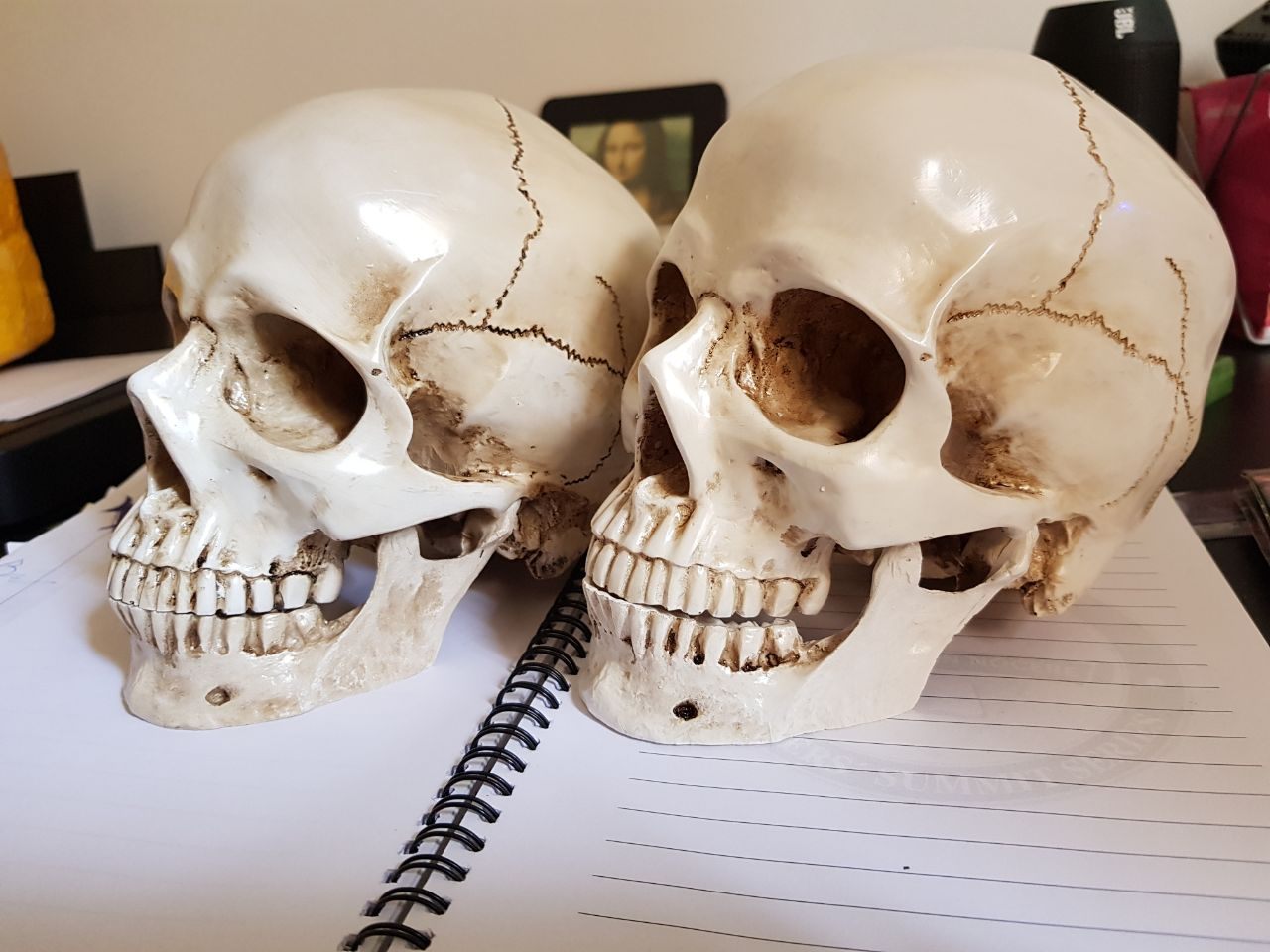 caveira em resina - cranio realista (5)