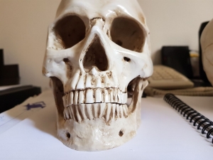 caveira em resina - cranio realista (7)