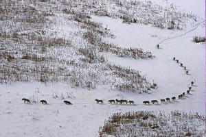 lobos alcateia exemplo dos lobos