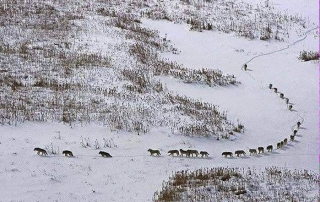 lobos alcateia exemplo dos lobos