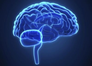 cerebro-