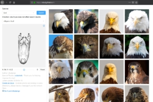 referencia visual para desenhar animais